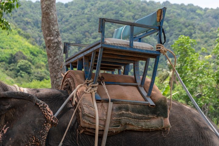 観光客を乗せるための器具が付けられたゾウの背中