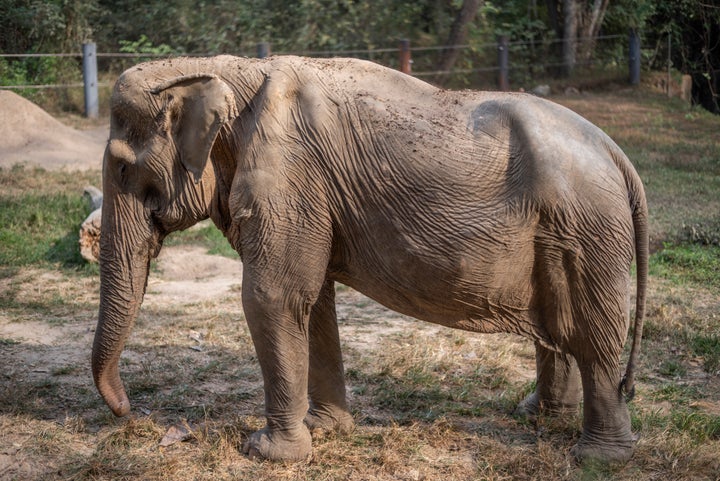 ゾウの背中がここまで変形するなんて…。タイの観光「象乗り」に、動物