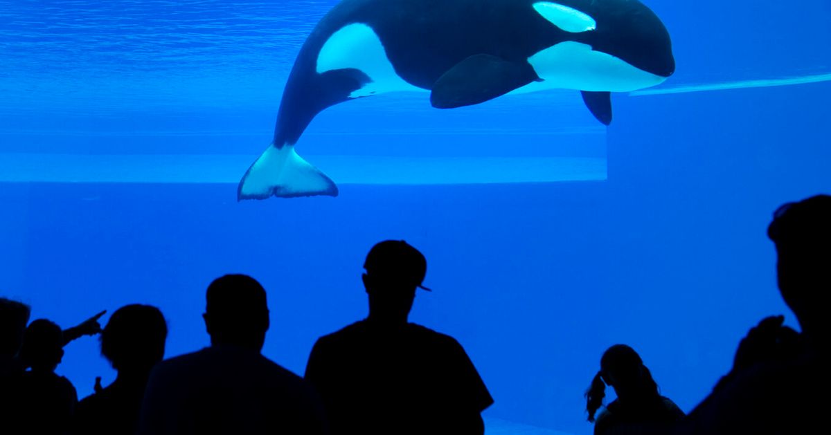 NextImg:Kiska, 'World's Loneliest' Orca And Last Captive Whale In Canada, Has Died
