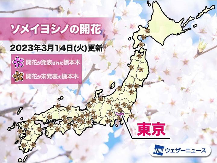 ソメイヨシノの開花マップ