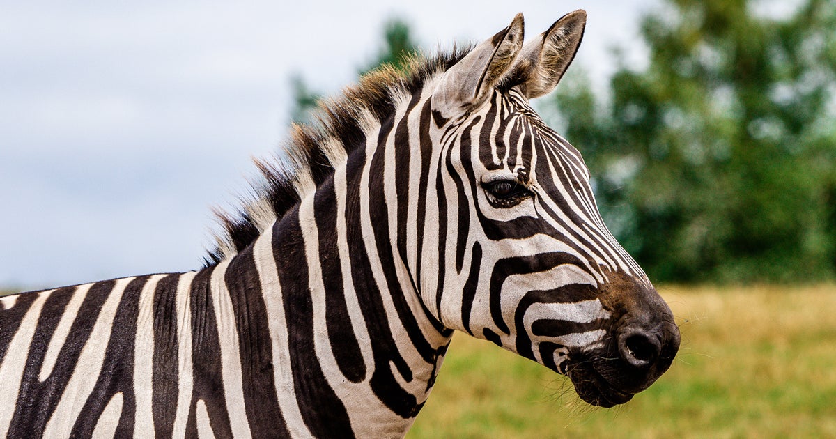 NextImg:Zebra In Ohio Bites, Injures Owner's Arm Before Being Fatally Shot