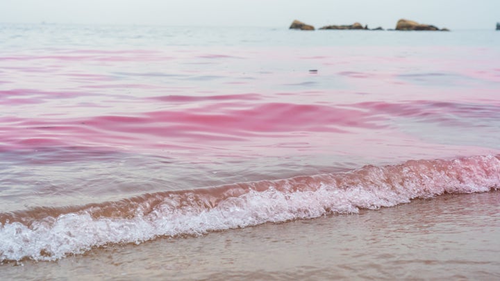 A red tide in 2021 in China's Xianglu Bay.