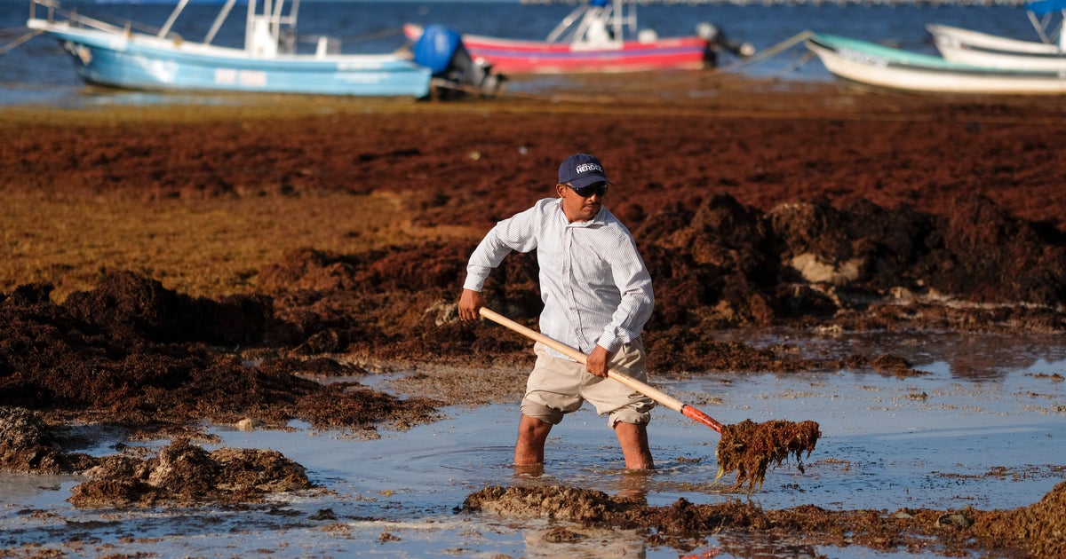 NextImg:Giant Seaweed Blob Takes Aim At Florida, Mexico Beaches