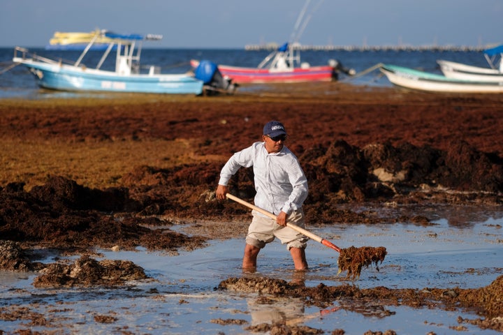 A worker uses a shovel to remove sargassum seaweed from the shore of Playa del Carmen, Mexico, Wednesday, May 8, 2019.