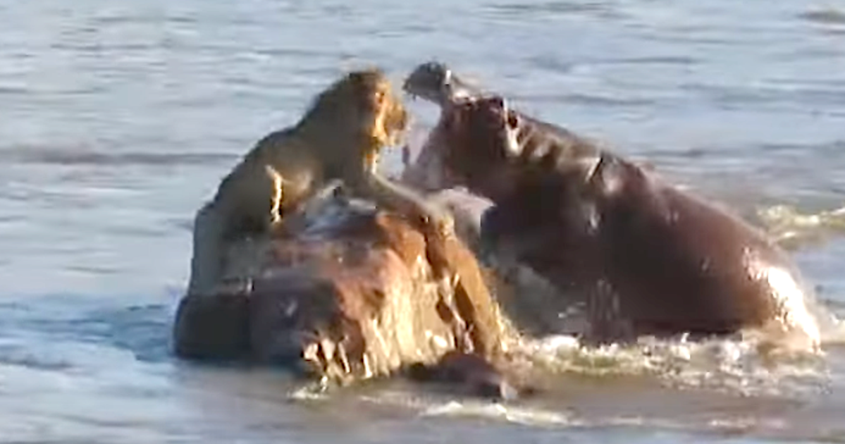 NextImg:Stranded Lion Attacked By Hippos In 'Rarest' Sight