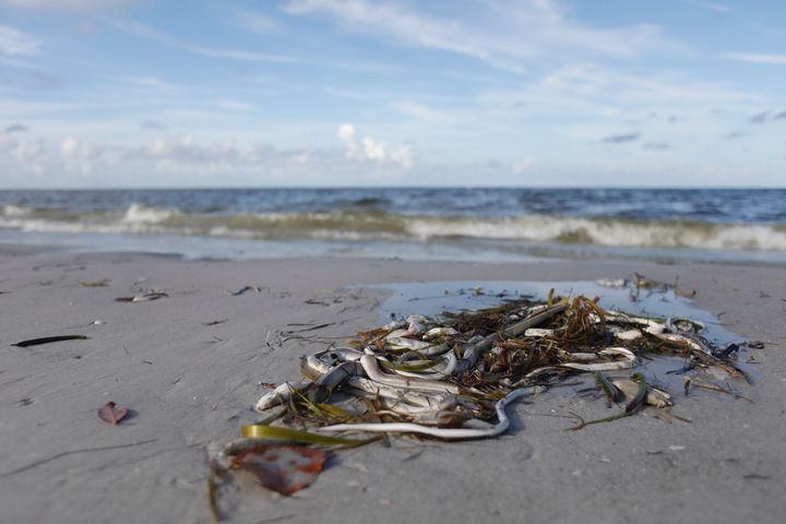 A type of microscopic algae called Karenia brevis has grown rapidly in Florida, leaving dead fish on the shore.
