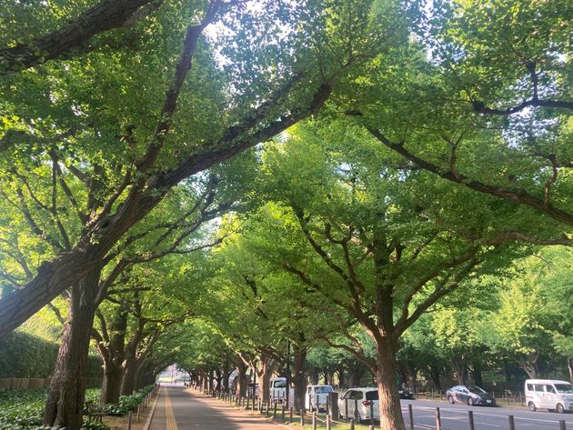東京・明治神宮外苑のいちょう並木