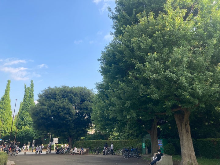 風致地区に指定されてきた、明治神宮外苑