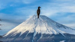 巨大怪鳥が富士山に襲来か。スマホで撮影された衝撃の光景。「スケール感がバグる」と驚愕の声が続出
