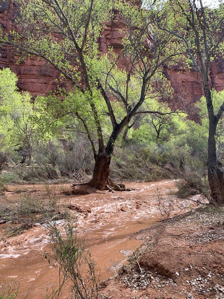 Floodwaters, which washed away a bridge to a campground, flow through the Havasupai Indian Reservation in Arizona on Friday.