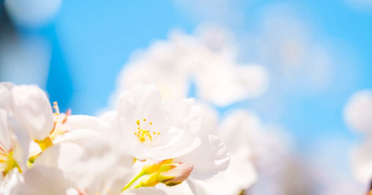 Photo of This Spring Blossom News From The National Trust Will Definitely Shoo Away The Gloomy Monday Vibes