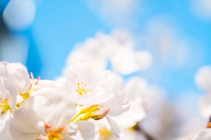 Spring cherry bloom with lightblue sky background