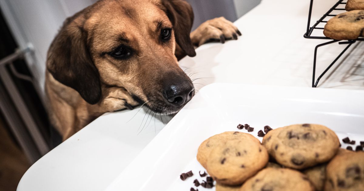 My dog accidentally ate 2025 a chocolate chip cookie