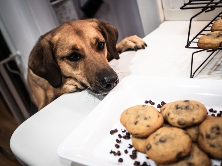 Dog sniffing freshly home-baked milk chocolate chip cookies