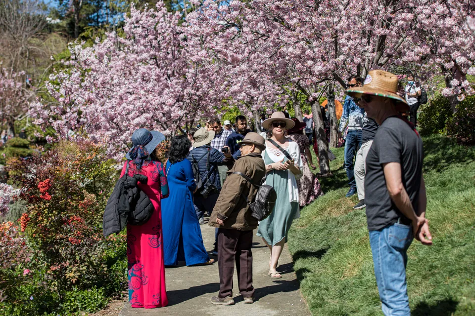 National Cherry Blossom Festival Hat (White)  Cherry Blossoms - Washington  DC Gift Shop & Souvenirs - Your Official Source for White House Gifts