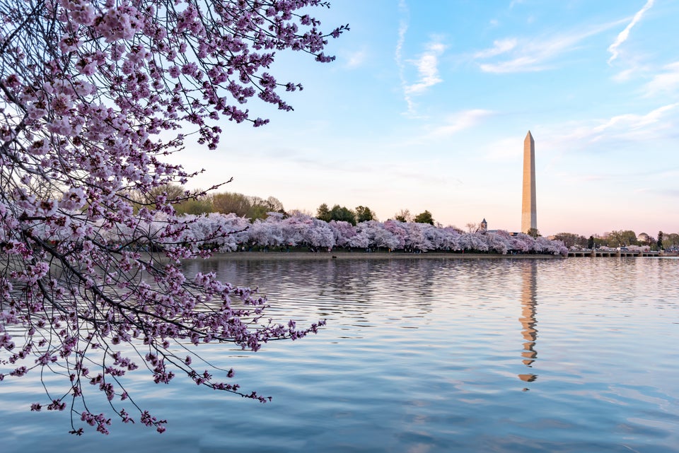 National Cherry Blossom Festival Hat (White)  Cherry Blossoms - Washington  DC Gift Shop & Souvenirs - Your Official Source for White House Gifts