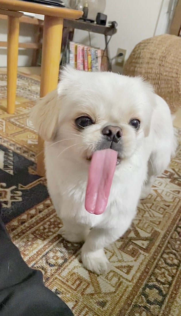 「その舌をどうやって収納してるか謎すぎる」