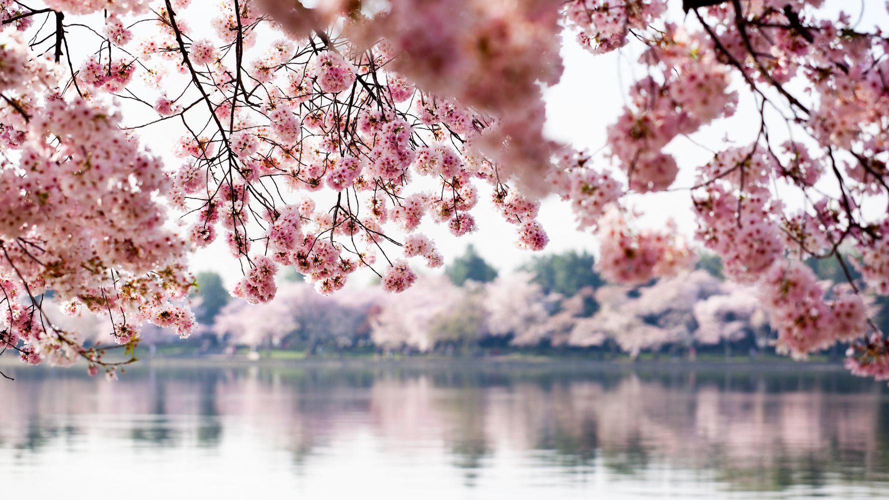 Japan's and Washington's cherry trees blossom earlier, thanks to