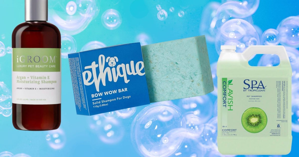 NextImg:If You Have A Pet, Try These Animal Groomer-Favorite Shampoos