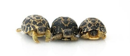 ヒューストン動物園で生まれた、3匹の子ガメ