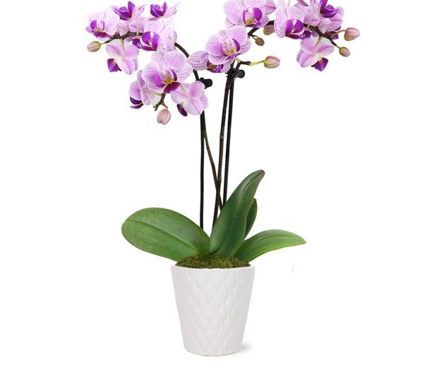 The Best Houseplants Are At Walmart | HuffPost Life