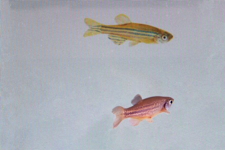 In this photo provided by researcher Rui F. Oliveira, a zebrafish, bottom, is monitored to see its reaction to a video of another at a laboratory in Oeiras, Portugal in March 2023.