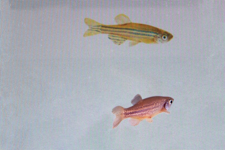 In this photo provided by researcher Rui F. Oliveira, a zebrafish, bottom, is monitored to see its reaction to a video of another at a laboratory in Oeiras, Portugal in March 2023.