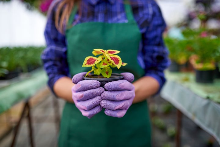 Newbie Gardening