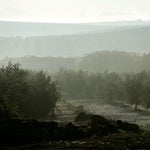 Η ξηρασία της Ισπανίας ανεβάζει την τιμή του ελαιόλαδου παγκοσμίως αλλά ευνοεί την