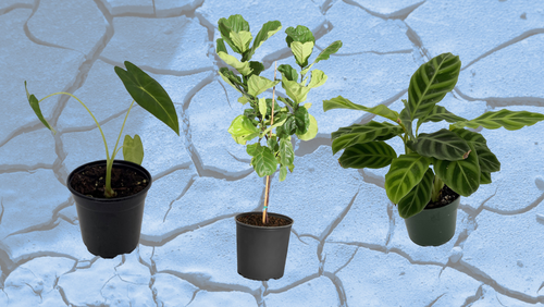 self watering system for plants Sainlogic Automatic Plant Waterer for 15 Pots main image 1