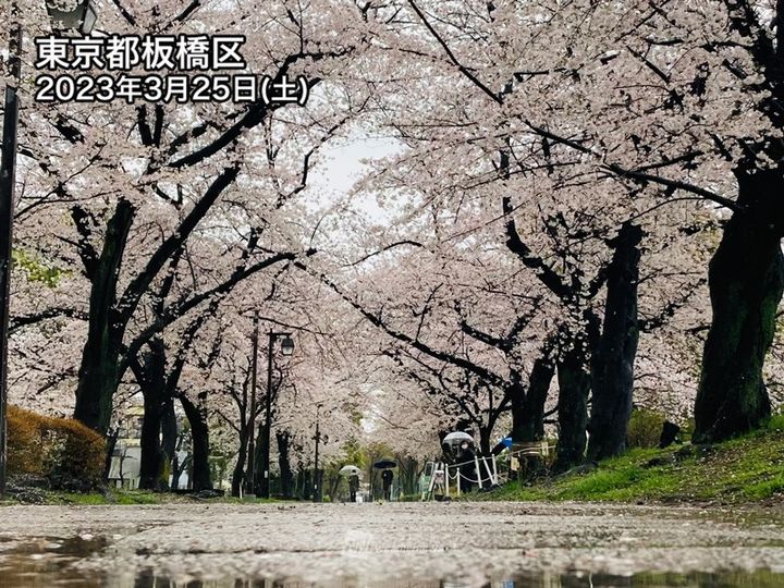 東京都板橋区の桜