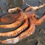 10歳の女の子、海に戻れなくなった巨大タコを助ける。機転を利かせたその行動とは