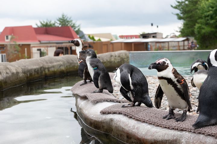 ペンギンのイメージ画像