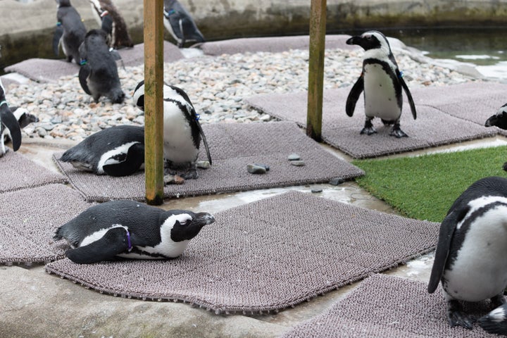 ペンギンのイメージ画像