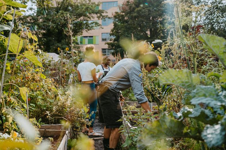A group of people harvest vegetables at urban farm