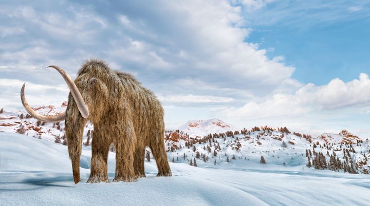 What the woolly mammoth may have looked like during the Ice Age.