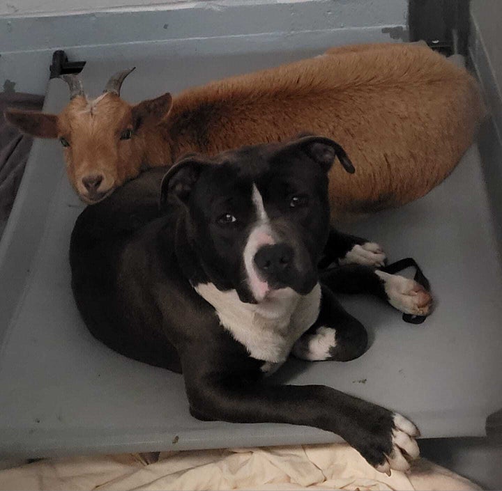 Cinnamon and Felix "cuddle together and coexist nicely," said Meagan Thomas of the Wake County Animal Center.