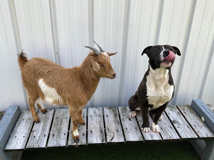 Felix the dog "seems to be less bonded toward Cinnamon than she is with him," Thomas said. 