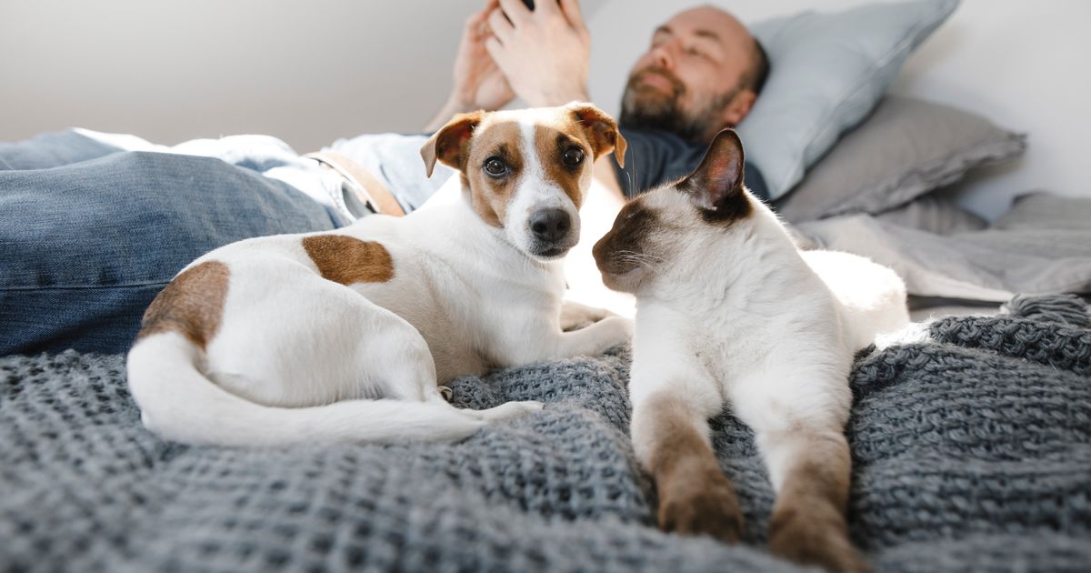 Let Your Pet Sleep On Your Bed? We've Got Some Bad News For You - breaking news headlines - Politics - Public News Time