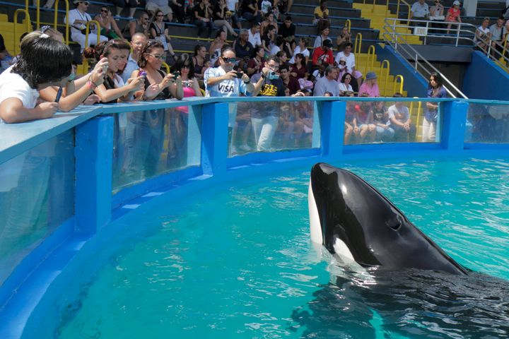 Lolita the killer whale has been in captivity for decades