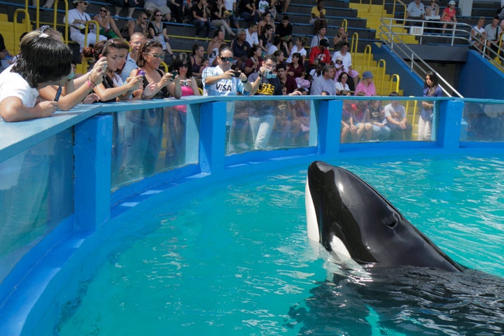 'World's Loneliest Orca' Is About To Have The Best Story Arc | HuffPost