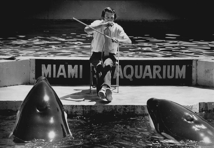 Jim Turner serenades the killer whales, Hugo, left, and Lolita, at the Seaquarium with Bach sonatas on his musical saw in 1979
