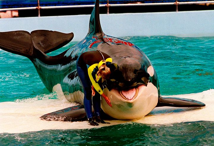 A trainer pets Lolita during a performance at the Miami Seaquarium in Miami, March 9, 1995.
