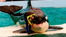 52 Years After Capture, Lolita The Orca May Return To The Ocean