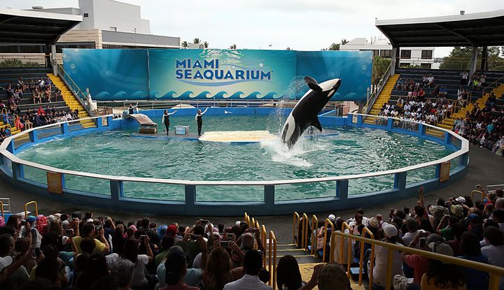 Lolita performs at the Miami Seaquarium for years in 2014.