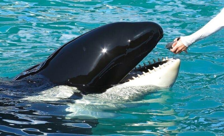 A trainer feeds Lolita a fish in 2015.