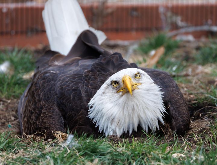 Murphy the eagle may be incubating a rock, but he does things his own way.