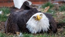 Zoo Hiring People To Dress Up As Giant Eagles And Scare Off Seagulls