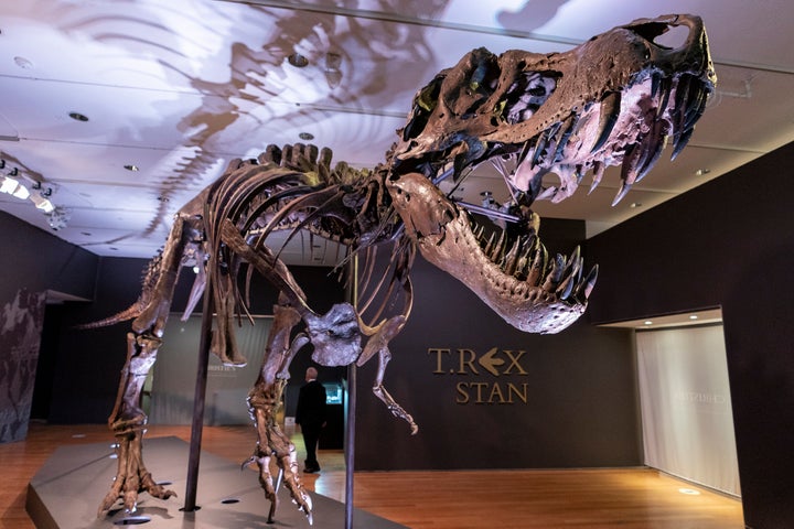 The Tyrannosaurus rex is often shown baring massive, sharp teeth, like the ferocious creature in “Jurassic Park.” But new research suggests that this classic image might be wrong. (AP Photo/Mary Altaffer, File)