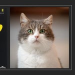 本物の「猫」が演じるミュージカル「CATS」のオーディション開催？！応募した猫たちが可愛すぎて最高